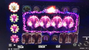 rosa färg ELEPHANTS large WIN