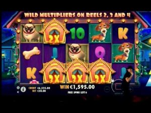 casino bonus tape large vinner 22k || Canis familiaris House