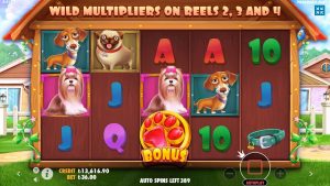 bonus kasynowy Melegi | Canis familiaris Dom Slot - duża wygrana