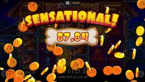 Domowy Pies Domowy Duża wygrana w kasynie