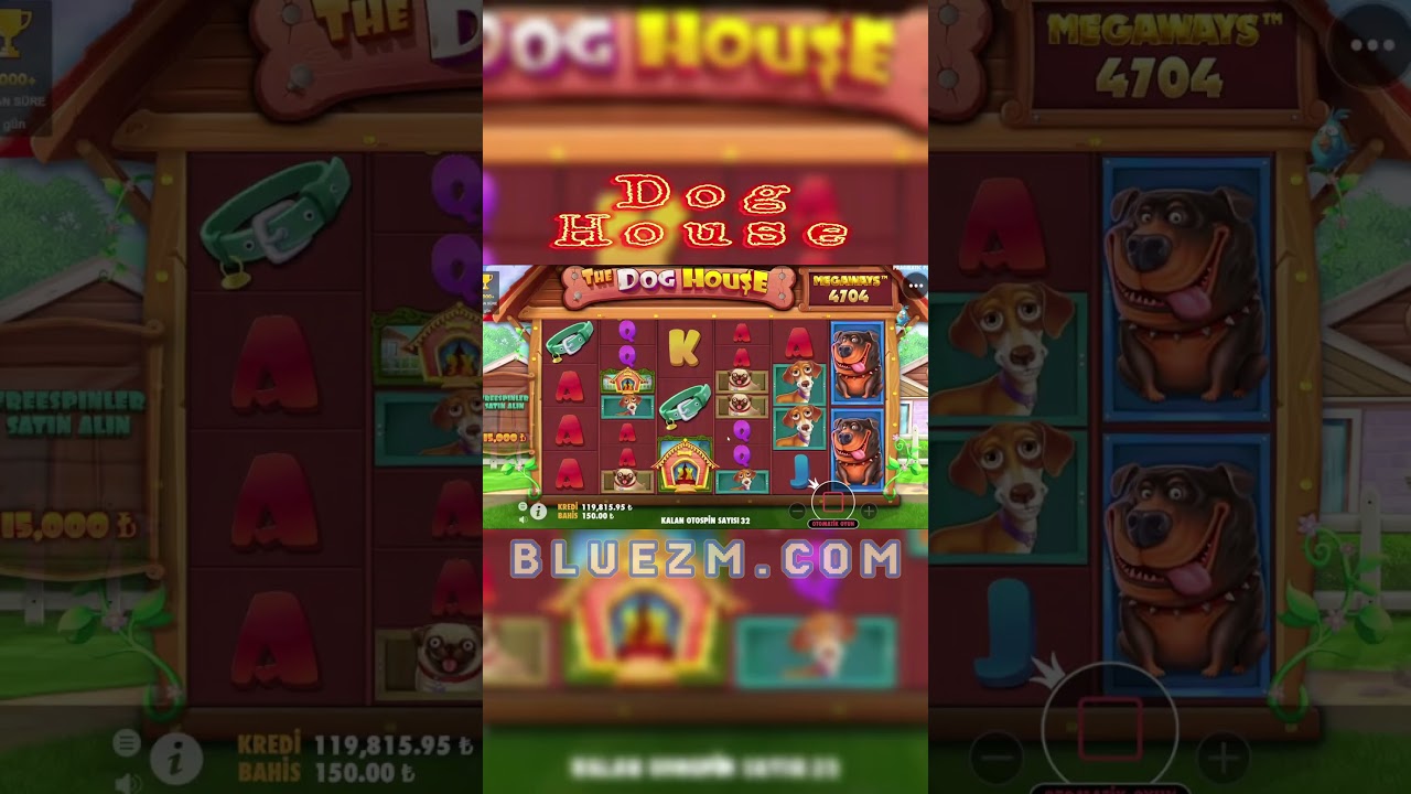 Canis familiaris House Megaways Ara Ödeme #doghousemegaways #funny #slots #bigwin