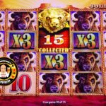 ALL 15 GOLD HEADS – The Buffalo King Hits HUGE