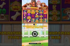 Big Win in Dog House for 800K