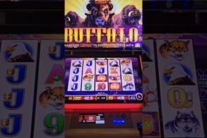 Big Win on Buffalo 4 Wonder Boost!