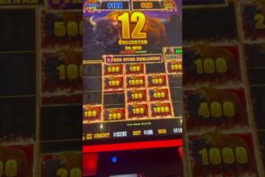Buffalo Big Win at American Casino